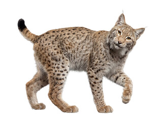 Elegant lynx with a curious expression, walking with one paw lifted, isolated on transparent background. © Ricky