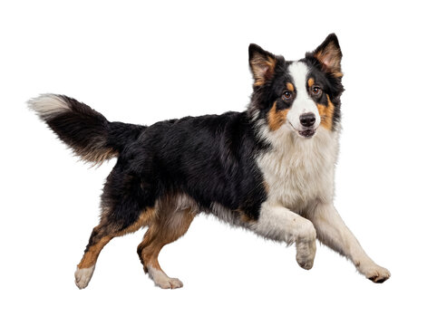 Agile tricolor Australian Shepherd dog, captured in motion with an attentive gaze and a lifted paw.