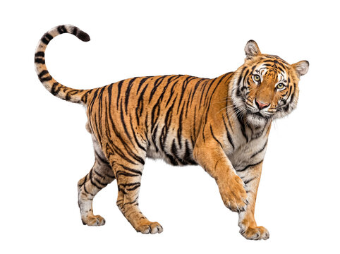 Young Siberian tiger, Panthera tigris altaica, standing with powerful stride, gazing directly forward.