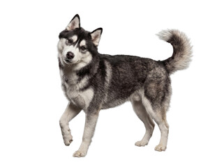 Majestic black and white Alaskan Malamute dog standing alertly, gazing at the camera on a transparent background. © Ricky