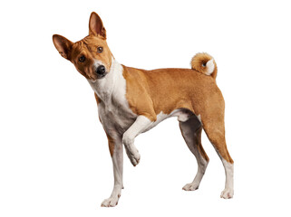 Intelligent Basenji dog with tan and white fur, standing playfully with one paw raised, captured in a studio shot. © Ronald