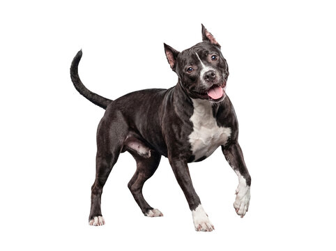 A black and white American Staffordshire Terrier puppy, isolated on transparent background, walking, looking at camera.