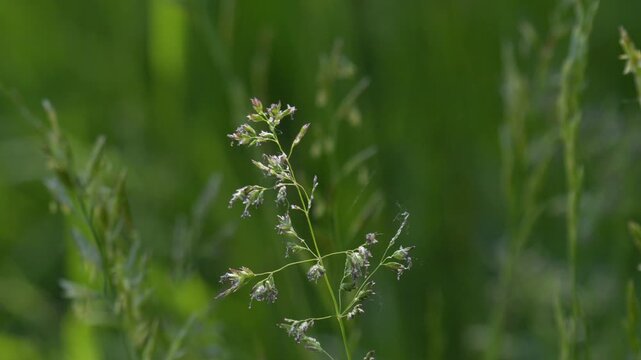 Soldier Beetle Taking Flight from Grass - 4K Macro Wildlife Slow Motion
