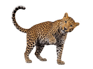 Graceful leopard lifting its paw, turning head and looking inquisitively at the viewer on a transparent background. © Ricky