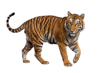 Obraz premium Majestic Bengal tiger walking gracefully forward, staring intently with piercing eyes.