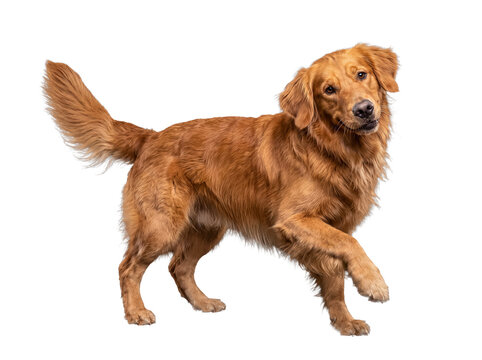 Gorgeous golden retriever dog with a lifted paw and an attentive, intelligent gaze, posed beautifully for the camera.