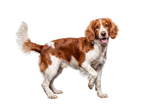 A beautiful Welsh Springer Spaniel dog stands alertly with one paw lifted.