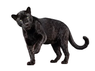 Fototapete Panther Realistic illustration of a majestic black panther with piercing green eyes.  © Gail