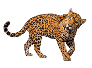Fototapeta premium Curious jaguar approaching, mouth slightly open, displaying its powerful presence and beautiful spotted coat.