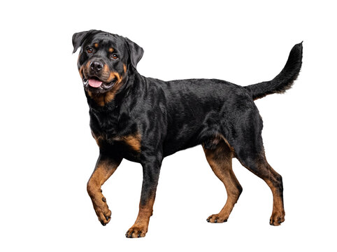 Majestic adult Rottweiler dog standing confidently, looking directly at the viewer with a friendly, inviting expression.