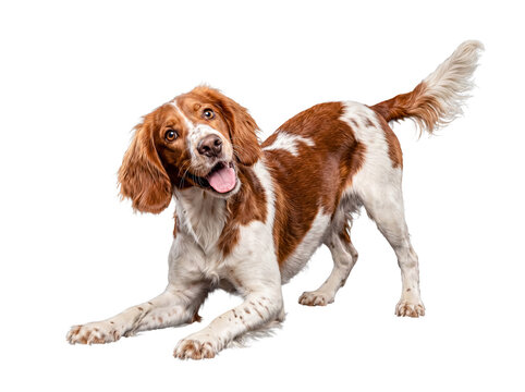 A lively Welsh Springer Spaniel dog in a playful bow pose, mouth open and tongue visible.