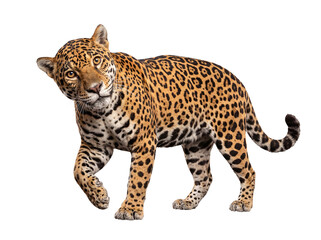 Magnificent jaguar with striking spotted fur, walking confidently forward and looking directly at the camera. © Gail