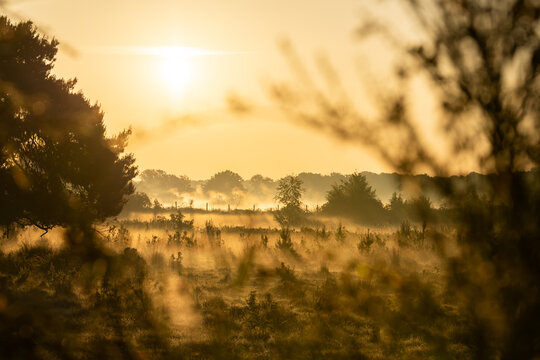 Diepenbeek, Belgium. Misty wetland landscape at sunrise framed by trees with golden light in De Maten nature reserve
