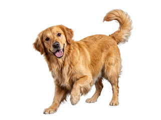 Joyful Golden Retriever dog with a beautiful golden coat, standing happily with a playful expression and raised paw. © Jennafer