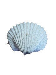 PNG white scallop seashell cutout on transparent background isolated marine bivalve cockle shell for summer design beach theme and coastal graphics © Atlantika