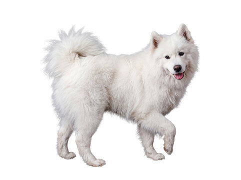 Content white Samoyed dog casually walking forward with a gentle expression, isolated on transparent background.