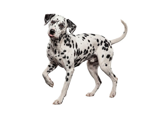 Playful Dalmatian dog with unique spot patterns stands elegantly, looking directly at camera.