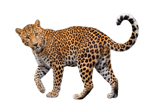 Magnificent leopard walking and turning its head to make gentle eye contact on a transparent background.