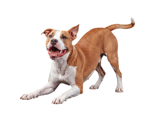 Friendly brown and white American Staffordshire Terrier mix photographed in a playful bow.