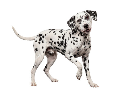Playful Dalmatian dog walking confidently, looking directly at the viewer with curious eyes.