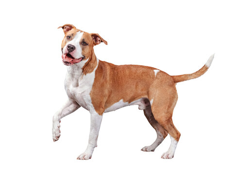 Playful American Staffordshire Terrier dog lifting a paw, looking forward, isolated on a transparent background.