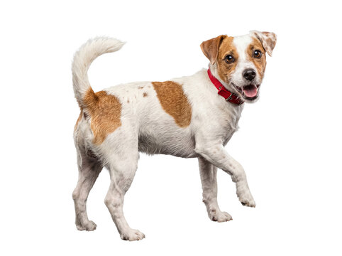 A lively Jack Russell Terrier dog with red collar, isolated on transparent background, standing and looking at camera.