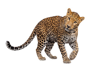 Naklejka premium Majestic leopard captured mid-stride, turning head and looking with intense gaze on a transparent background.