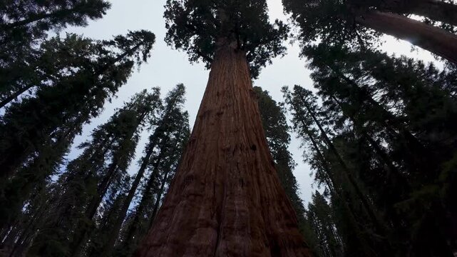 Camera Tilting Up Giant General Sherman Sequoia Tree In Sequoia National Park California
