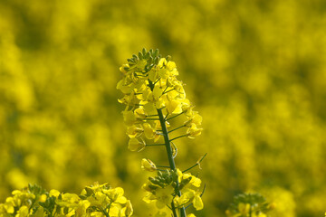 Obraz premium Single stem of bright yellow rapeseed flowers stands out against a blurred field