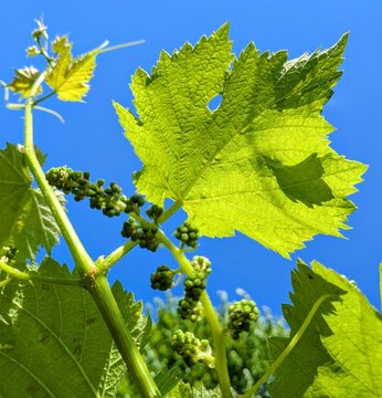 Sweet sapphire grape inflorescence before flowering close-up