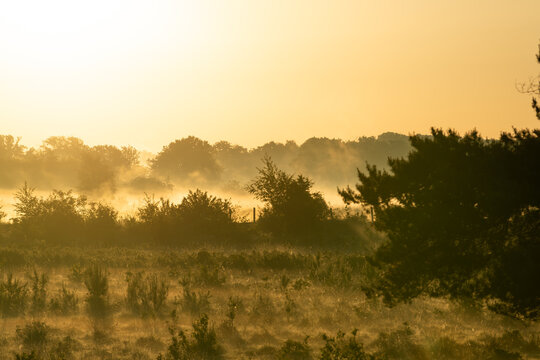 Diepenbeek, Belgium. Minimalist misty wetland at sunrise with golden sky and silhouetted vegetation in De Maten nature reserve