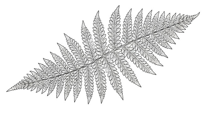 Detailed botanical illustration of a fern frond in vintage black and white line art, natural plant drawing design element