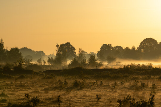 Diepenbeek, Belgium. Atmospheric sunrise over misty wetland with layered vegetation and silhouettes in De Maten nature reserve