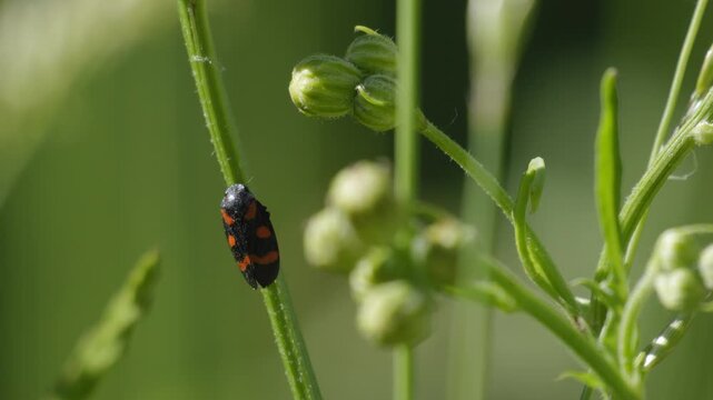 Cercopid Spittlebug Resting on Plant Stem - 4K Macro Wildlife B-Roll