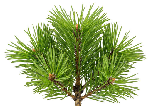 Lush green spruce branch with vibrant needle-like foliage isolated on transparent background