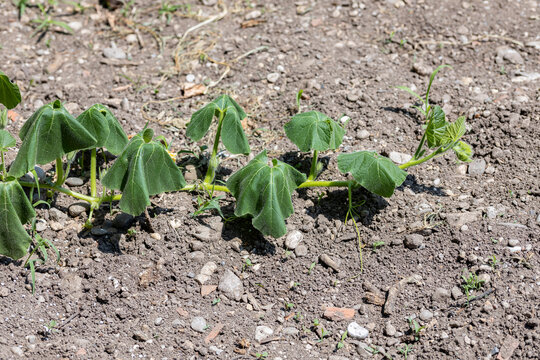 Wilted pumpkin plant in dry soil showing drought stress, heat damage and climate change effects on agriculture.