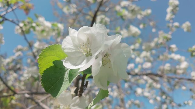 Details of white flowers of a blossoming apple tree sway in the wind against the blue sky on a sunny day, bottom view, close-up of Crabapple in full bloom