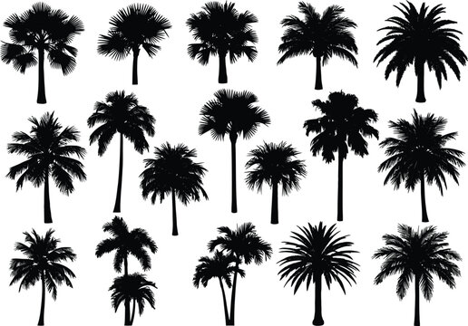 Collection of fifteen black silhouette palm trees various species and heights isolated on transparent background