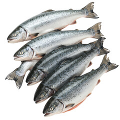 Obraz premium Five fresh raw salmon fish stacked on black background