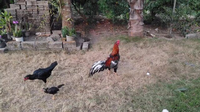 Colorful rooster with black, white, and red feathers standing on dry grass in a rural farm environment. Traditional domestic chicken captured outdoors in natural daylight. Domestic chicken eating.
