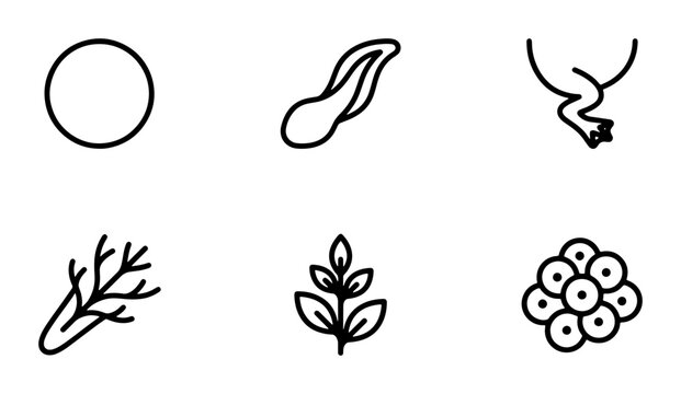 Frog Life Cycle Icons, Tadpole Metamorphosis Stages Vector Set, Amphibian Development Symbols, Simple Outline Graphics