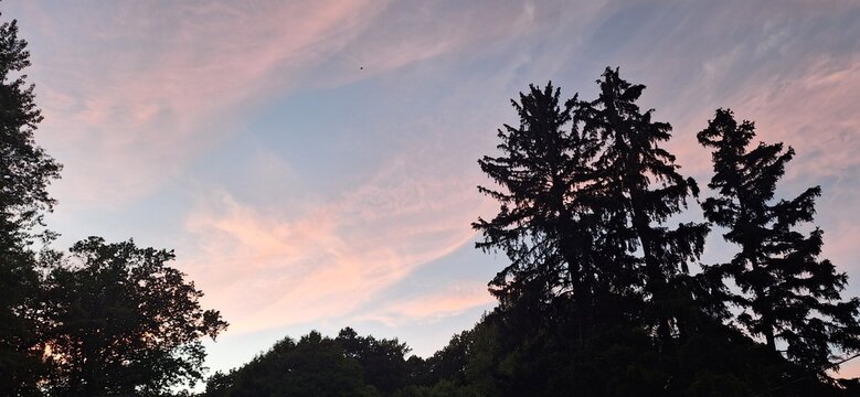 beautiful pink sunset in the forest