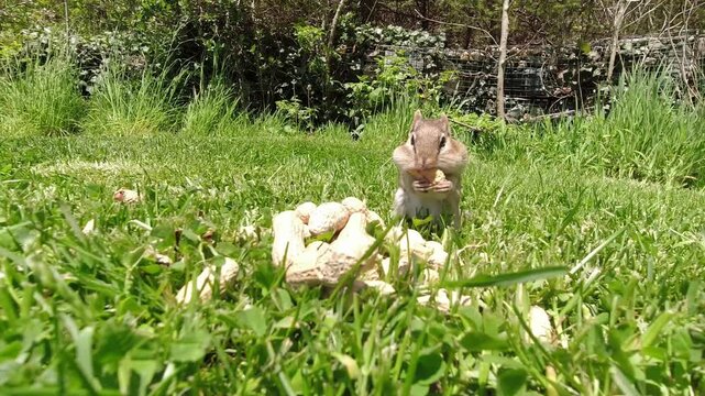 A chipmunk eating a peanut on a grassy lawn outdoors in nature