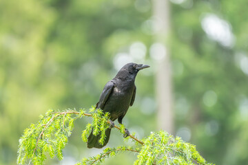 Obraz premium Black Crow Perched On Evergreen Branch In Forest