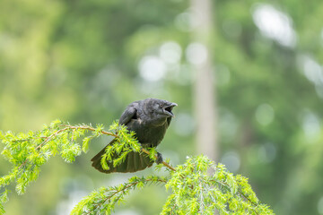Obraz premium Black Crow Calling From Evergreen Branch