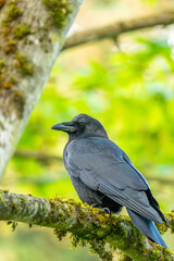 Obraz premium Crow Perched On Mossy Forest Branch