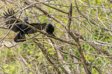 Obraz premium Two Black Crows Interacting In Tree Branches