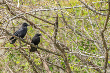 Obraz premium Two Black Crows Perched In Bare Branches