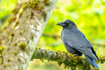 Obraz premium Crow Perched On Mossy Forest Branch