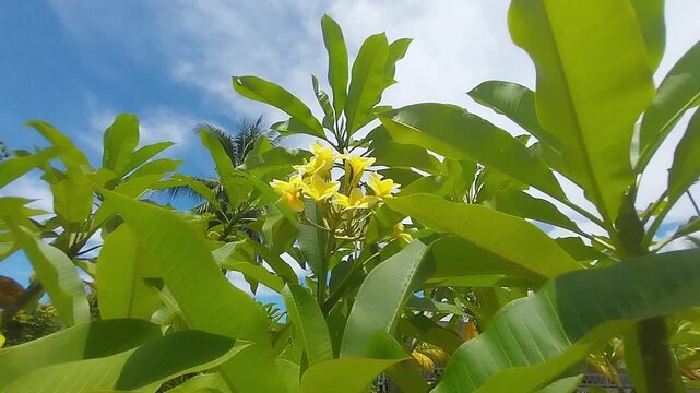 Yellow frangipani blossoms on a green leafy tree under a bright sunny sky.
